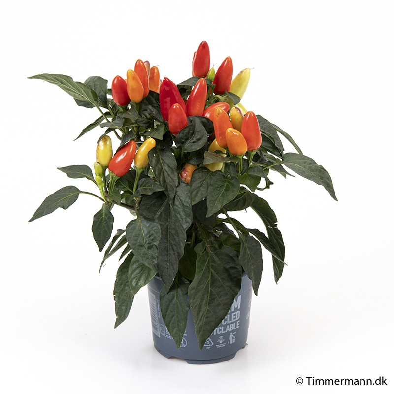 Capsicum from Timmermann Collection