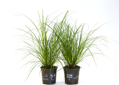 Carex grass pot plant from Timmermann Collection