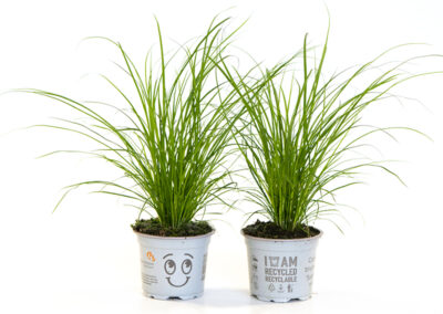 Carex grass pot plant