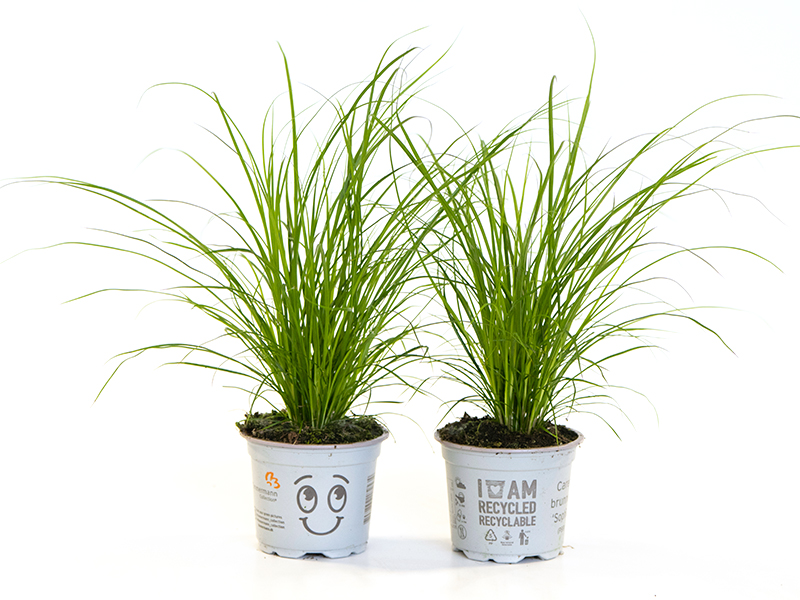 Carex Brunnea 'Sophia'