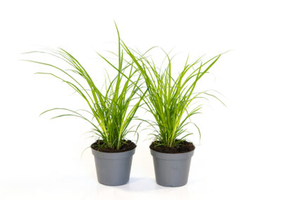 Carex grass pot plant