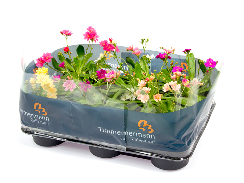 Lewisia-box