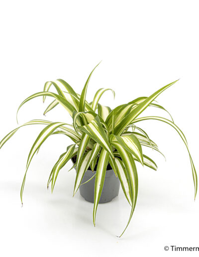 6 cm mini Cloraphytum Varigata indoor plant interior decoration