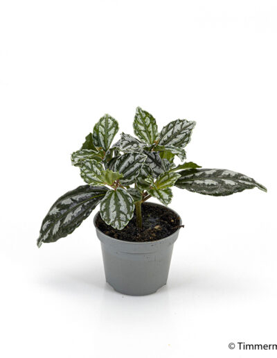 6 cm mini Pilea Cadierei indoor interior decoration