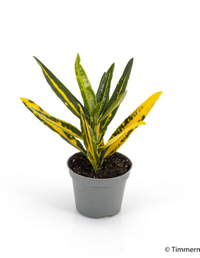 6 cm mini Codiaeum Sunny Star indoor interior decoration