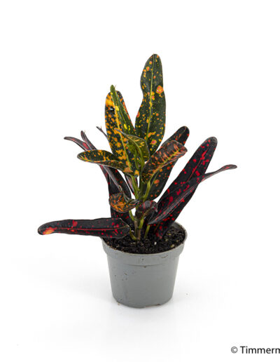 6 cm mini Croton Busch and Fire indoor interior decoration