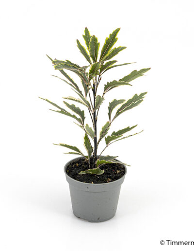 6 cm mini Dizygothea Bianca indoor plant interior decoration