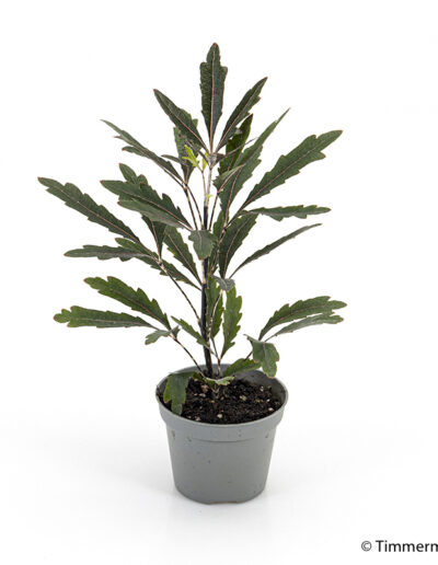 6 cm mini Dizygothea Castor indoor plant interior decoration