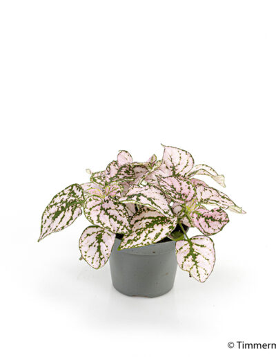 6 cm mini Hypoestes Confetti Pink indoor plant interior decoration