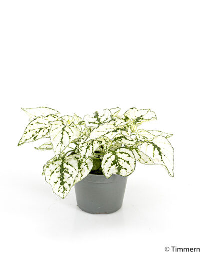 6 cm mini Hypoestes Confetti White indoor interior decoration