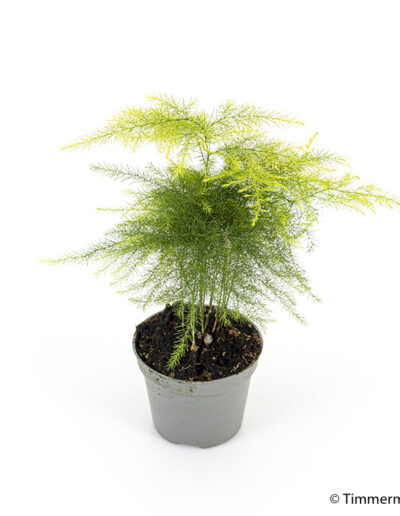 6 cm mini Asparagus Plumosus indoor plant interior decoration
