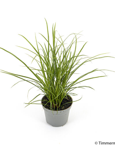 6 cm mini Carex Brunnea 'Sophia' indoor plant interior decoration