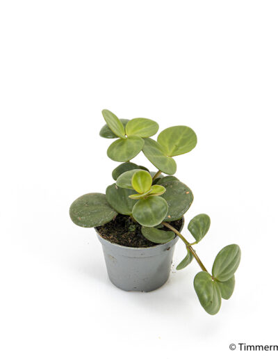 6 cm green mini plant indoor interior decoration Timmermann Collection