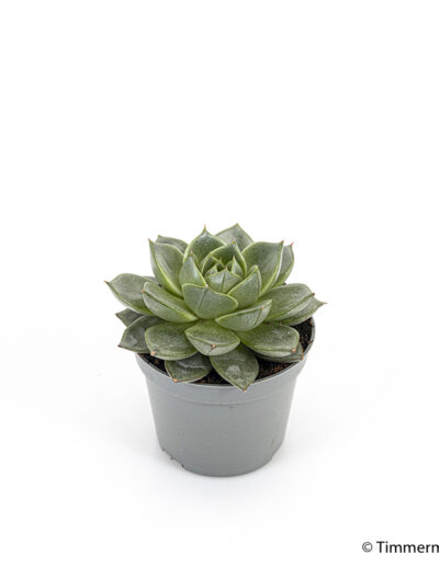 6 cm green mini plant indoor interior decoration Timmermann Collection