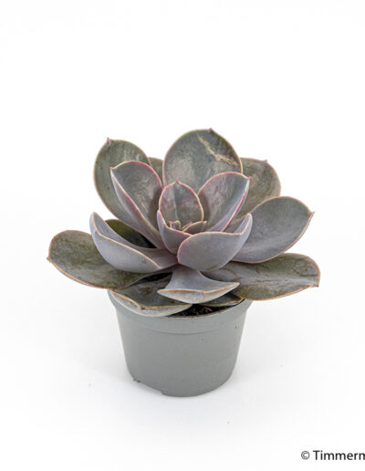 6 cm mini Nurenberg Pearl indoor plant interior decoration