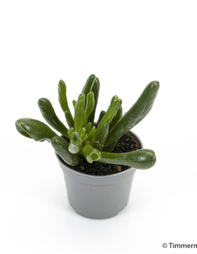 6 cm green mini plant indoor interior decoration Timmermann Collection