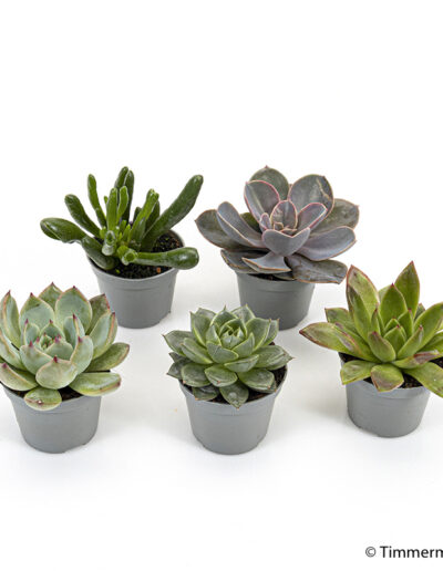 6 cm mini sukkulent mix, husløg