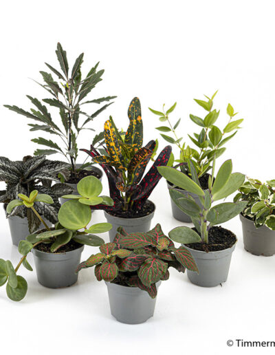 6 cm mini mix indoor plant interior decoration