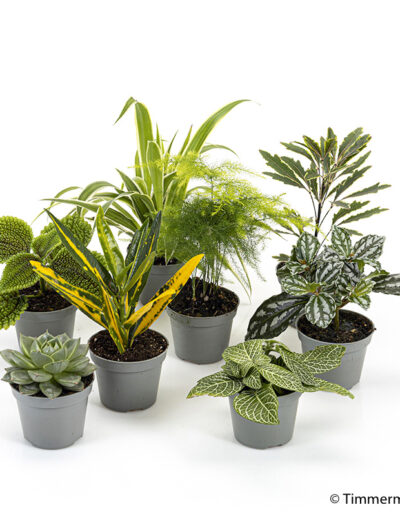6 cm mini mix indoor plant interior decoration