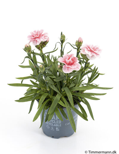 Dianthus Caryophyllus from Timmermann Collection