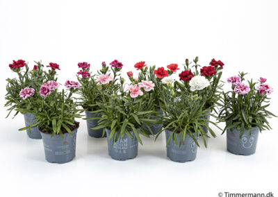 Dianthus Caryophyllus from Timmermann Collection