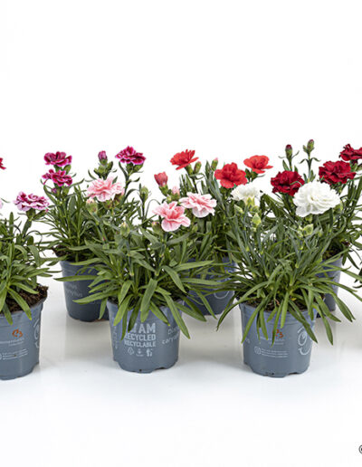 Dianthus Caryophyllus from Timmermann Collection
