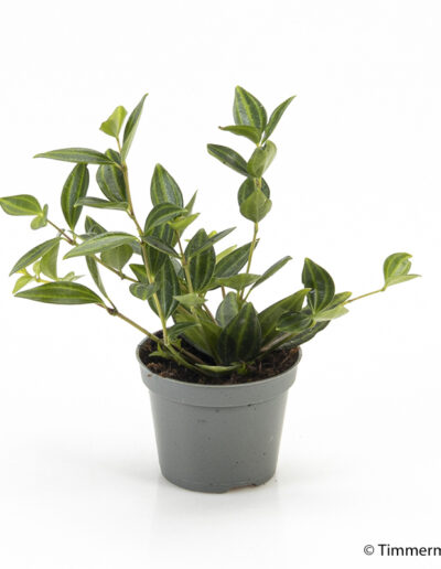 6 cm mini plant indoor interior decoration