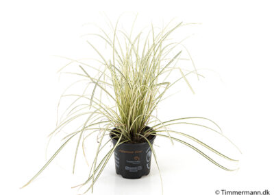 Carex grass pot plant