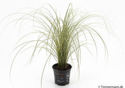 Carex grass pot plant