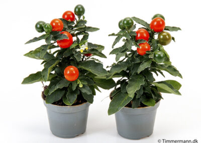 Timmermann Solanum pseudocapsicum