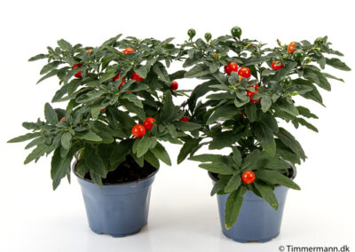 Timmermann Solanum pseudocapsicum