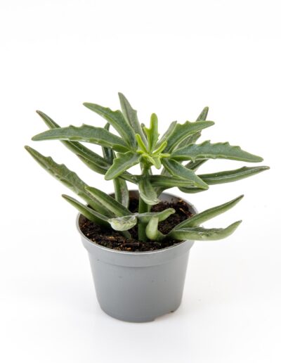 6 cm green mini plant indoor interior decoration Timmermann Collection