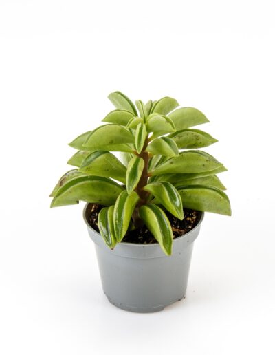 6 cm green mini plant indoor interior decoration Timmermann Collection