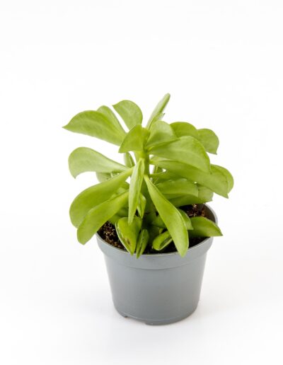 6 cm green mini plant indoor interior decoration Timmermann Collection