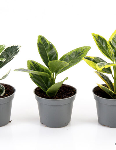 6 cm green mini plant indoor interior decoration Timmermann Collection