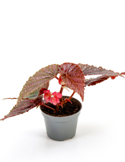 6 cm green mini plant indoor interior decoration Timmermann Collection