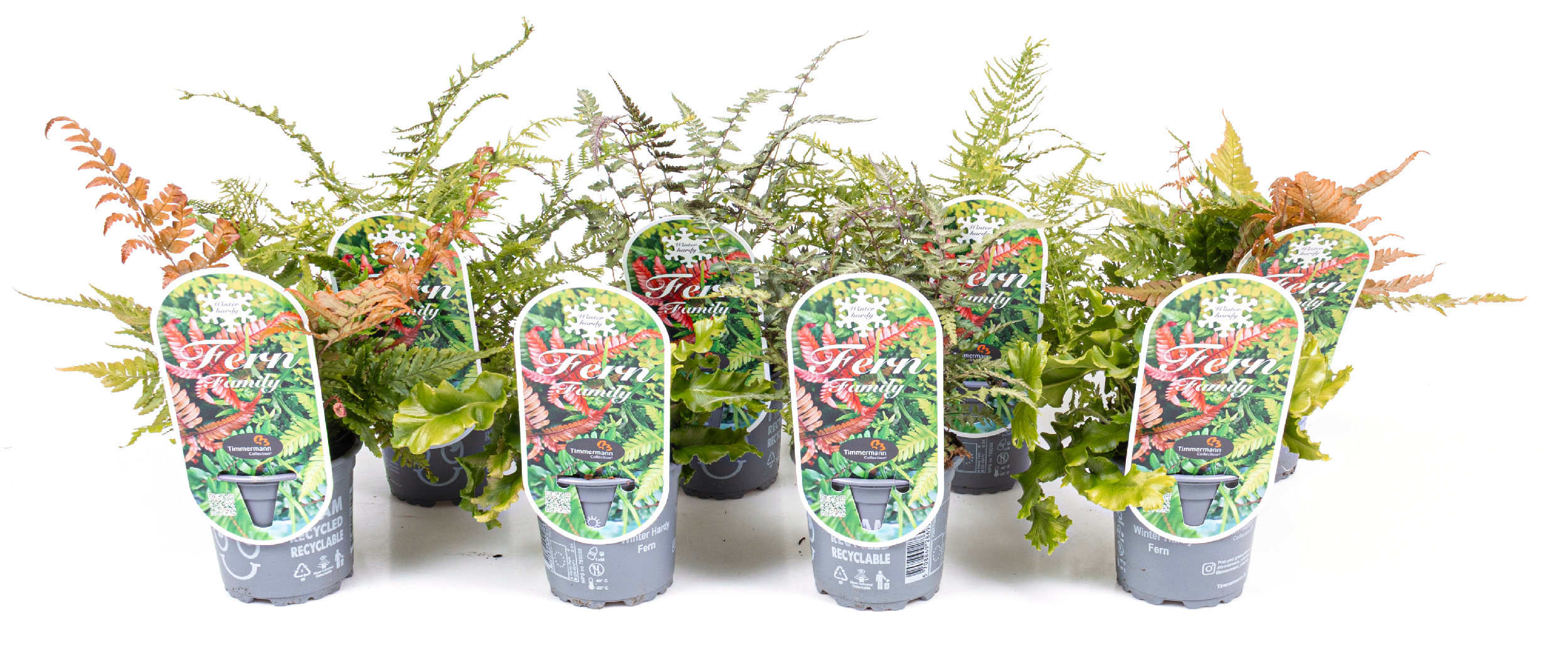 WEB_Hardy-Ferns-varity_2